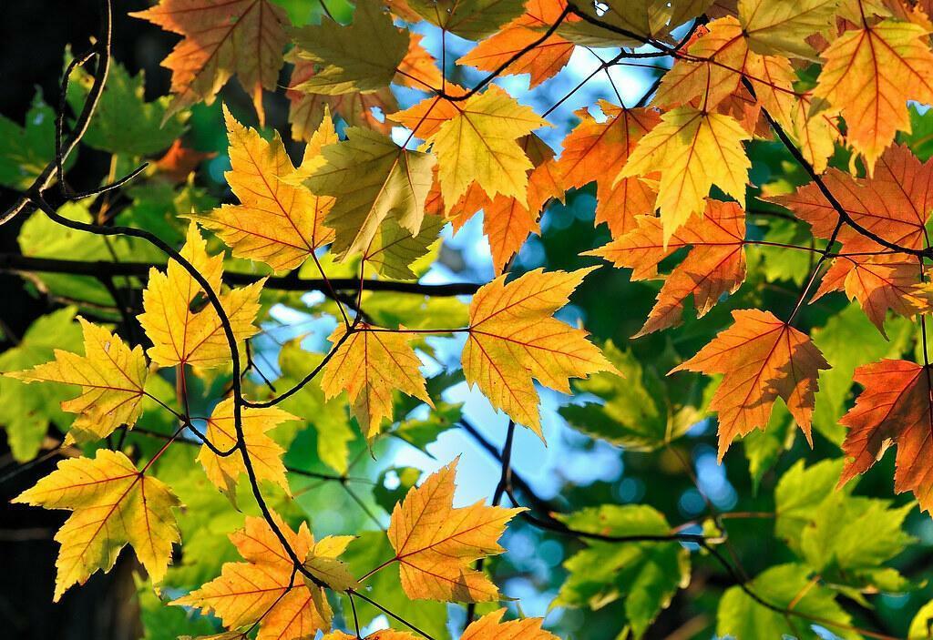 С  РАЗМАХОМ  ОСЕНЬ