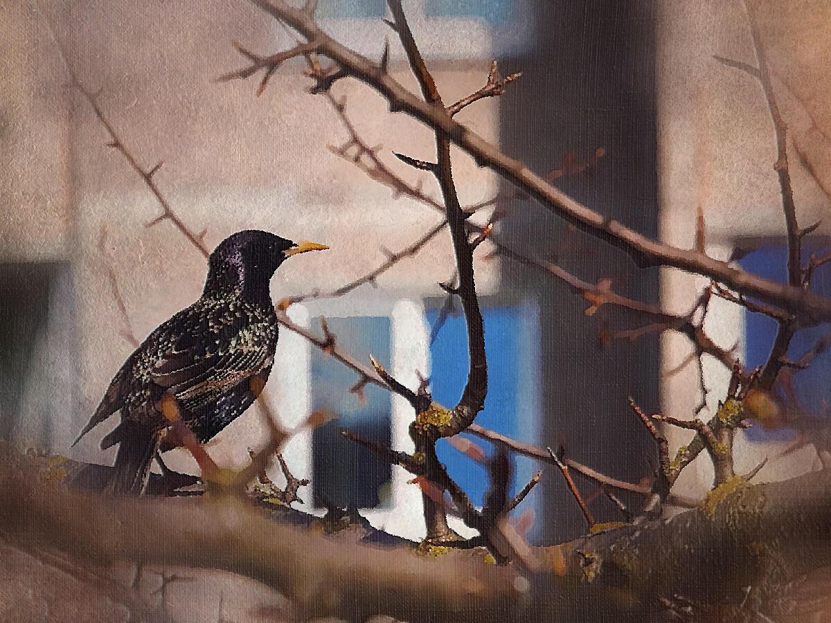 Перетирают меж собой скворцы...