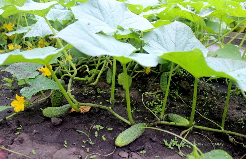 ВОВКИН  РАССКАЗ