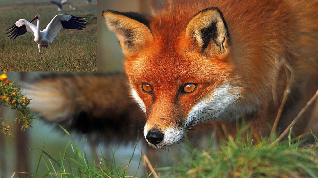 "ЖУРАВЛЬ И ЛИСА"(посаящается Олесе Б.)