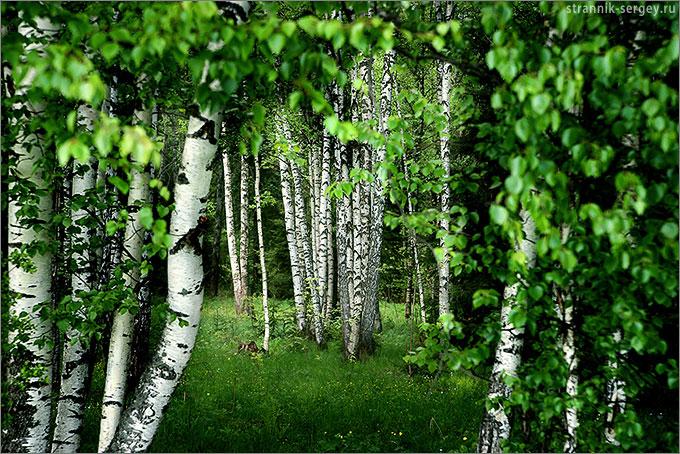 В березовой роще