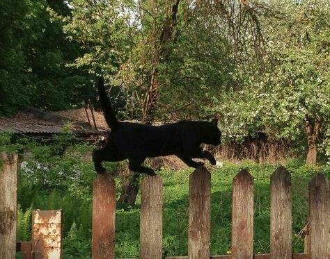 Тень на плетень