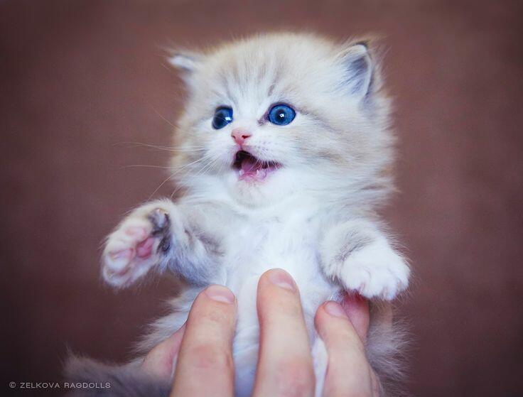 До чего ж ты славный котик