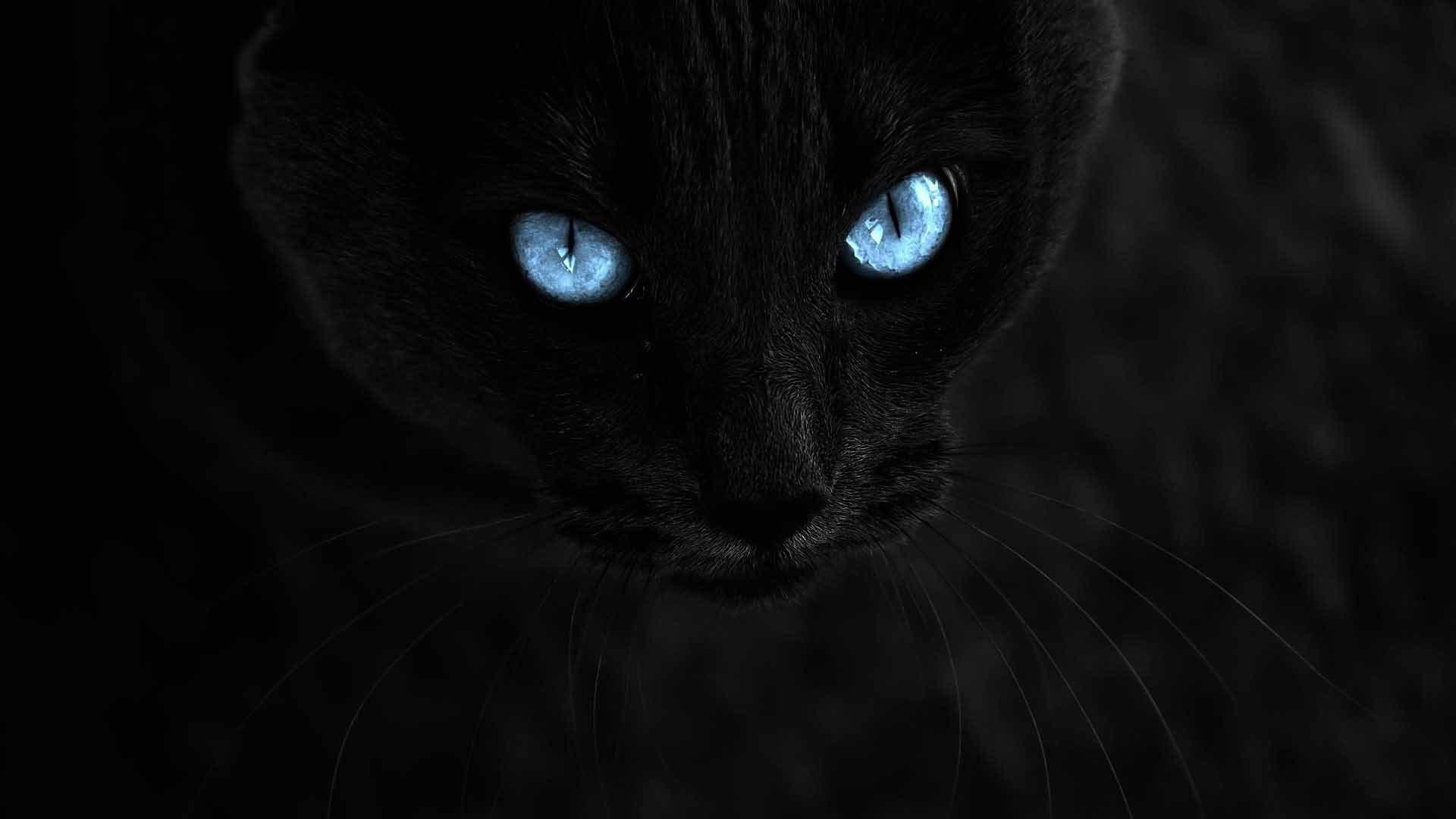 черный кот глаза фон без смс