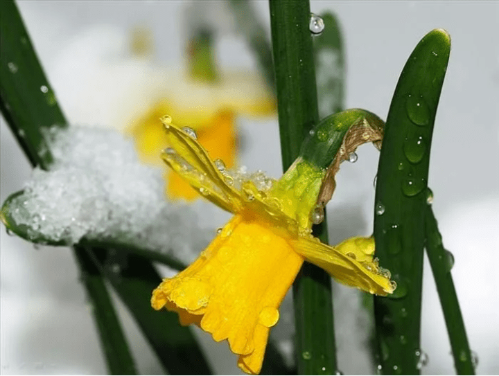 Капризный март