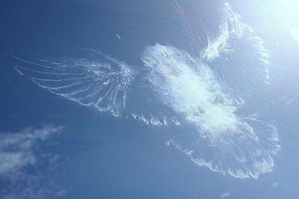 Я птицу ждал с небес