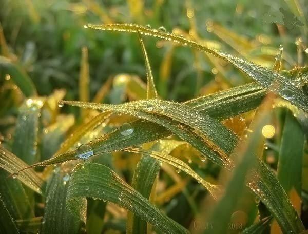 Омыты травы утренним дождём...