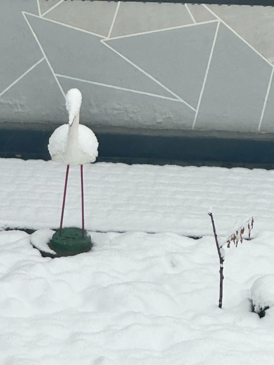 Остеоинтеграция (Маня 36)