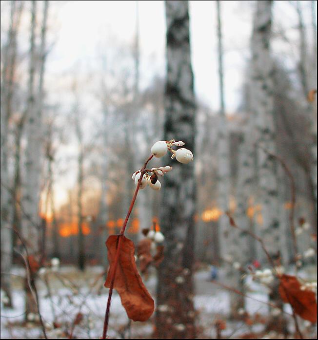 Грядущий день