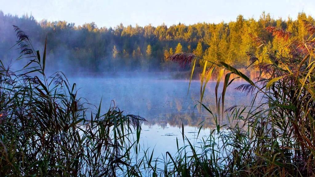 Утро в лесу