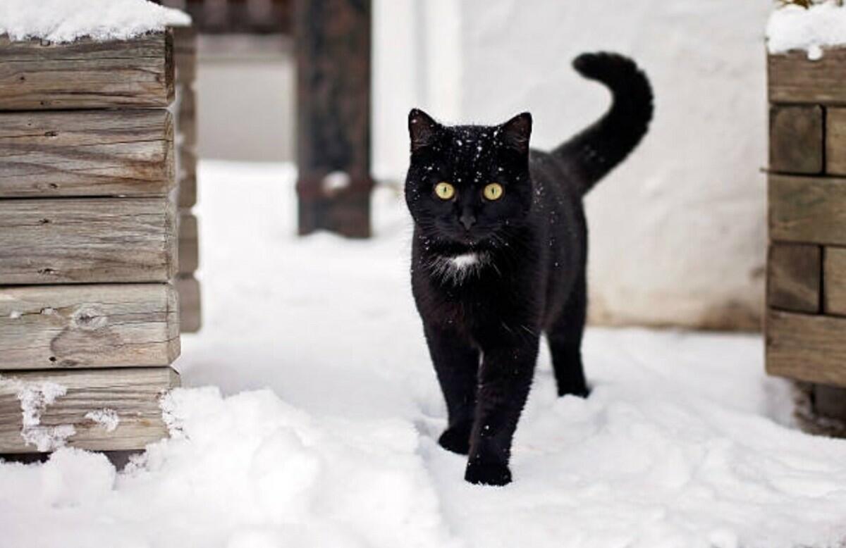 Черная кошка на белом снегу