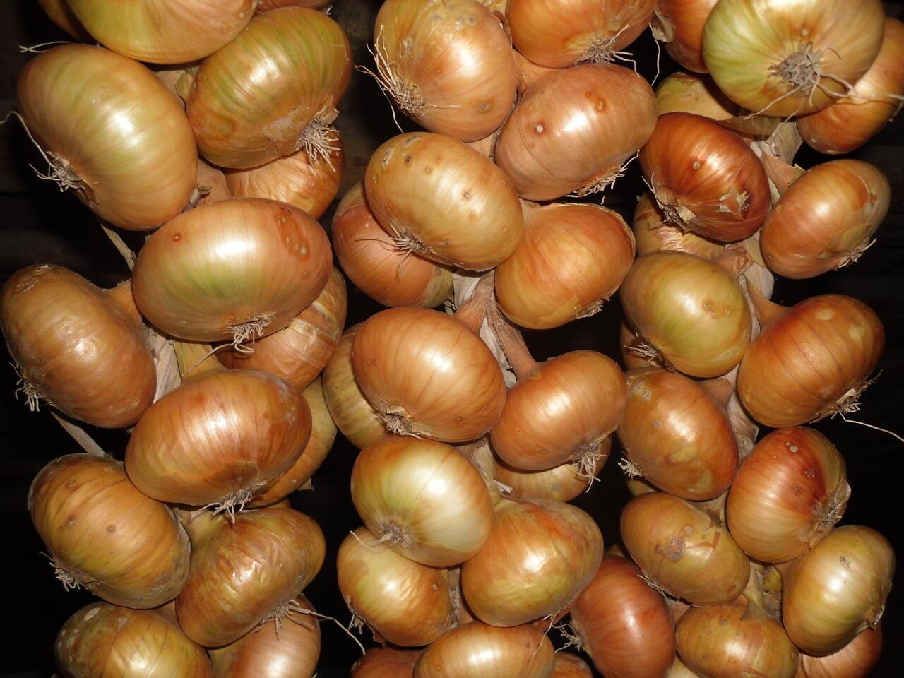 ЛУКОВ  ДЕНЬ