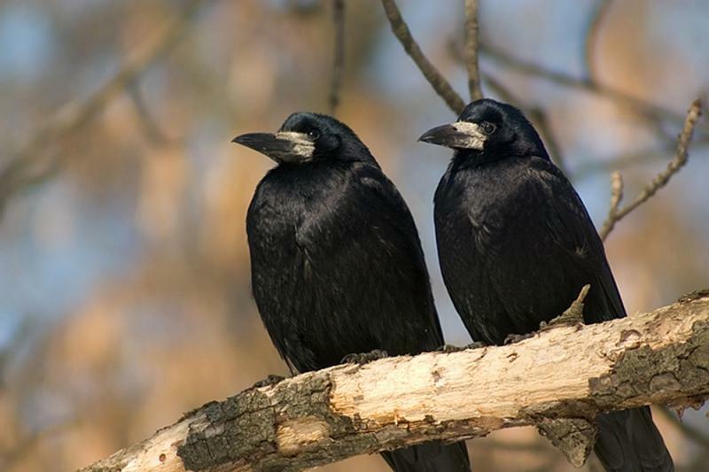 17 МАРТА - ГЕРАСИМ ГРАЧЕВНИК