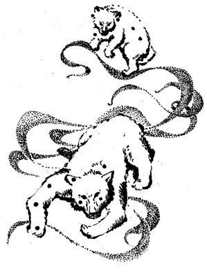 Старая Медведица