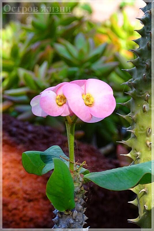 Не аленький цветочек. Остров жизни