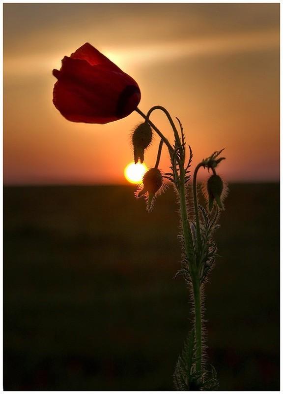 Мак одинокий, сын красной коровы