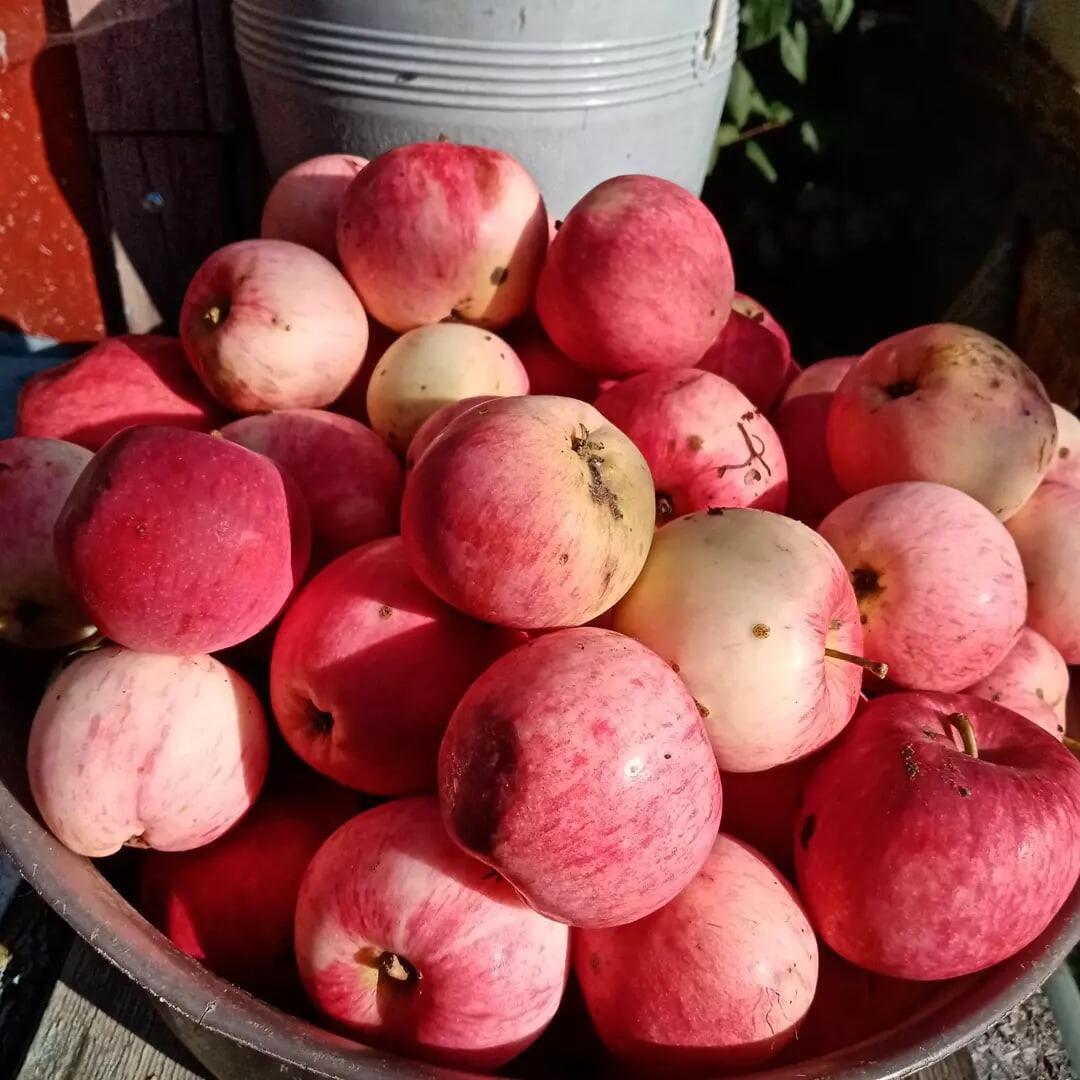 Яблоки (папе)