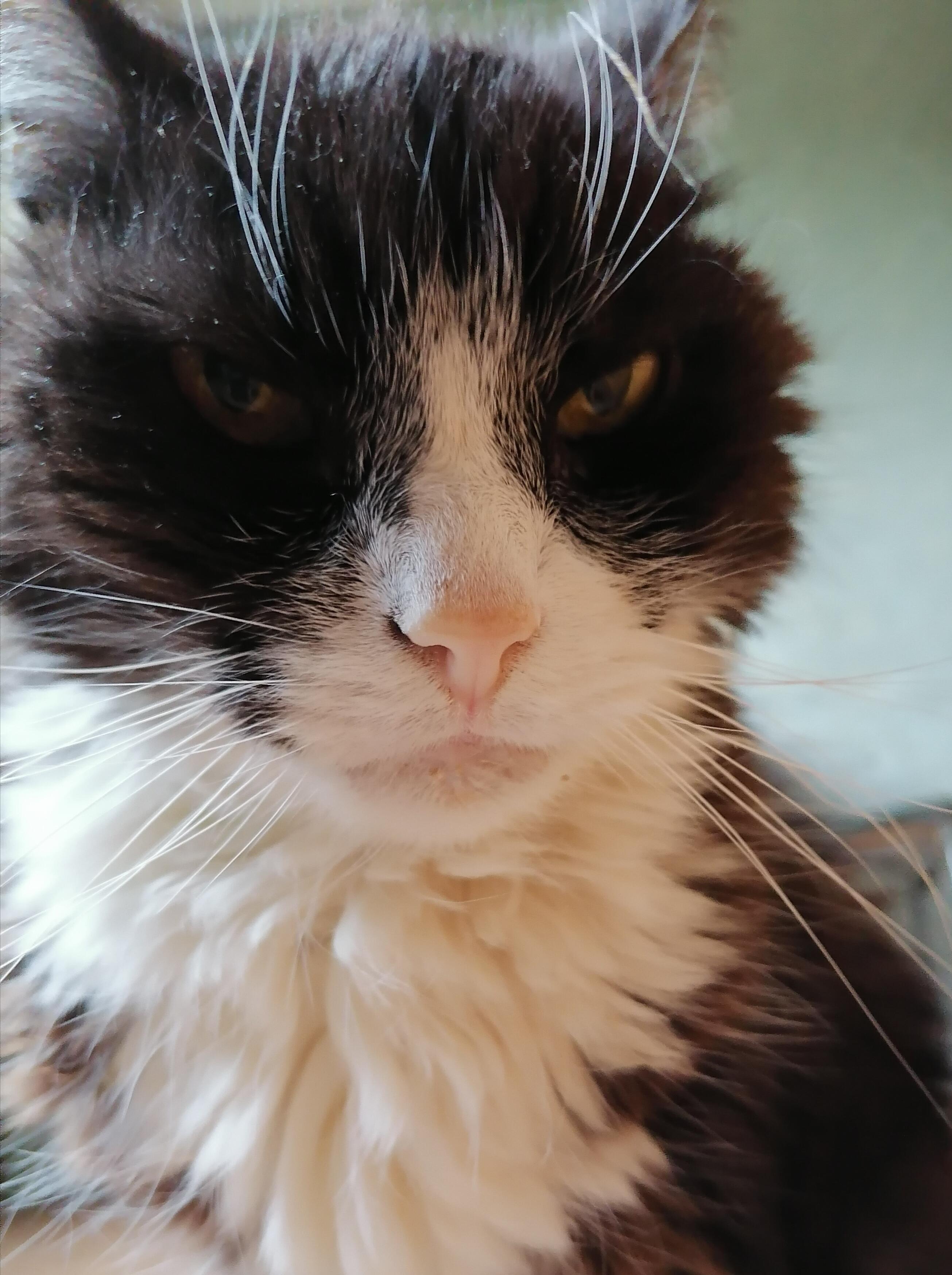 Скучаю по Топке 