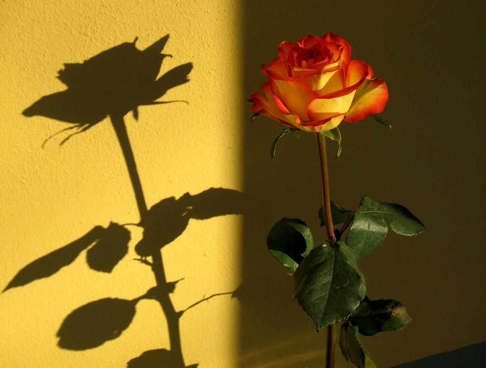 СМЕХ  НАД  СОБОЙ  В  САМЫЙ  РАЗ