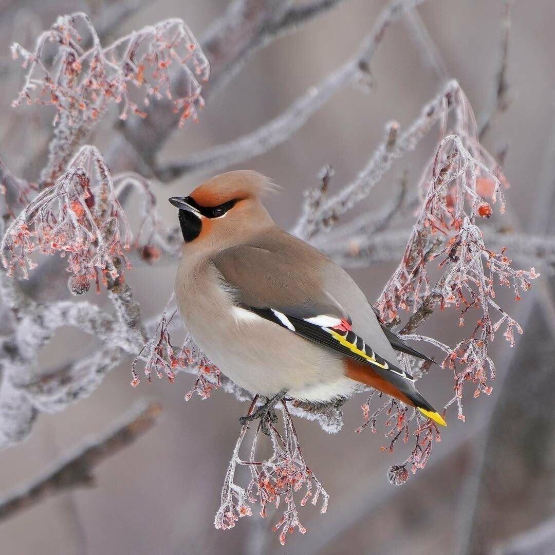 Чудо Рождества