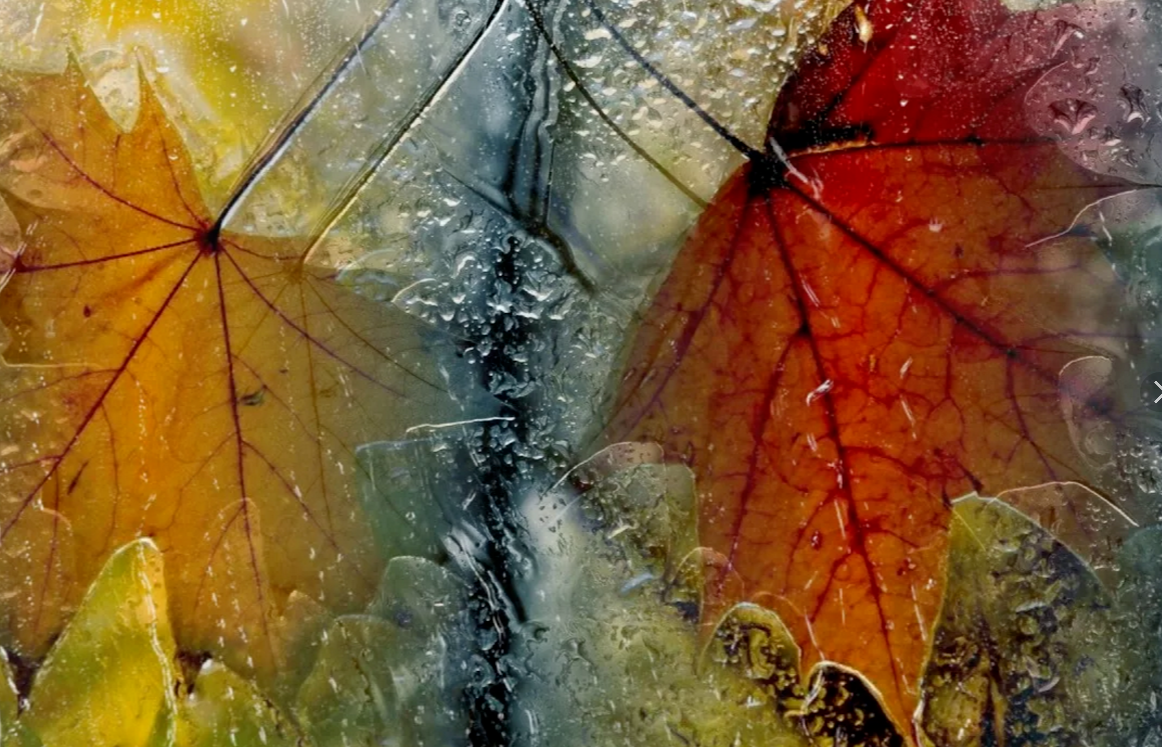 Стихотворение «Осень за окном.», поэт Pyrkov Alexey