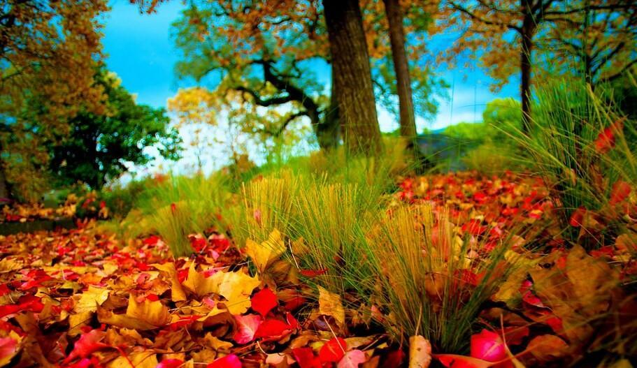 ---Ах, осень---