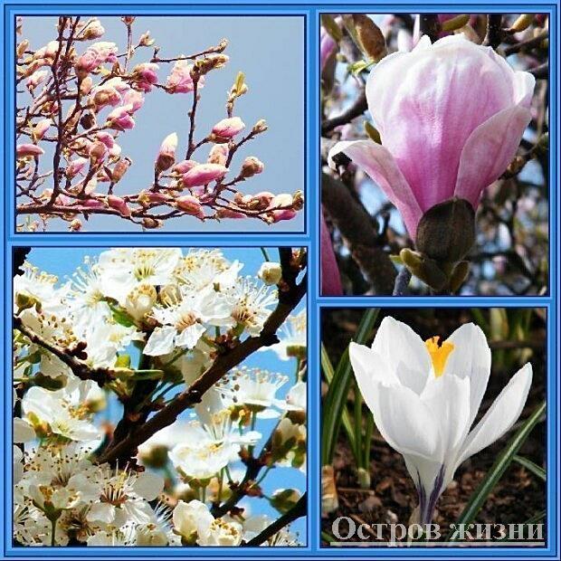 Я заблудилась, я - Весна! Выше забвения