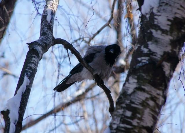 ВЕТЕР, ВОРОН И БЕРЕЗА.