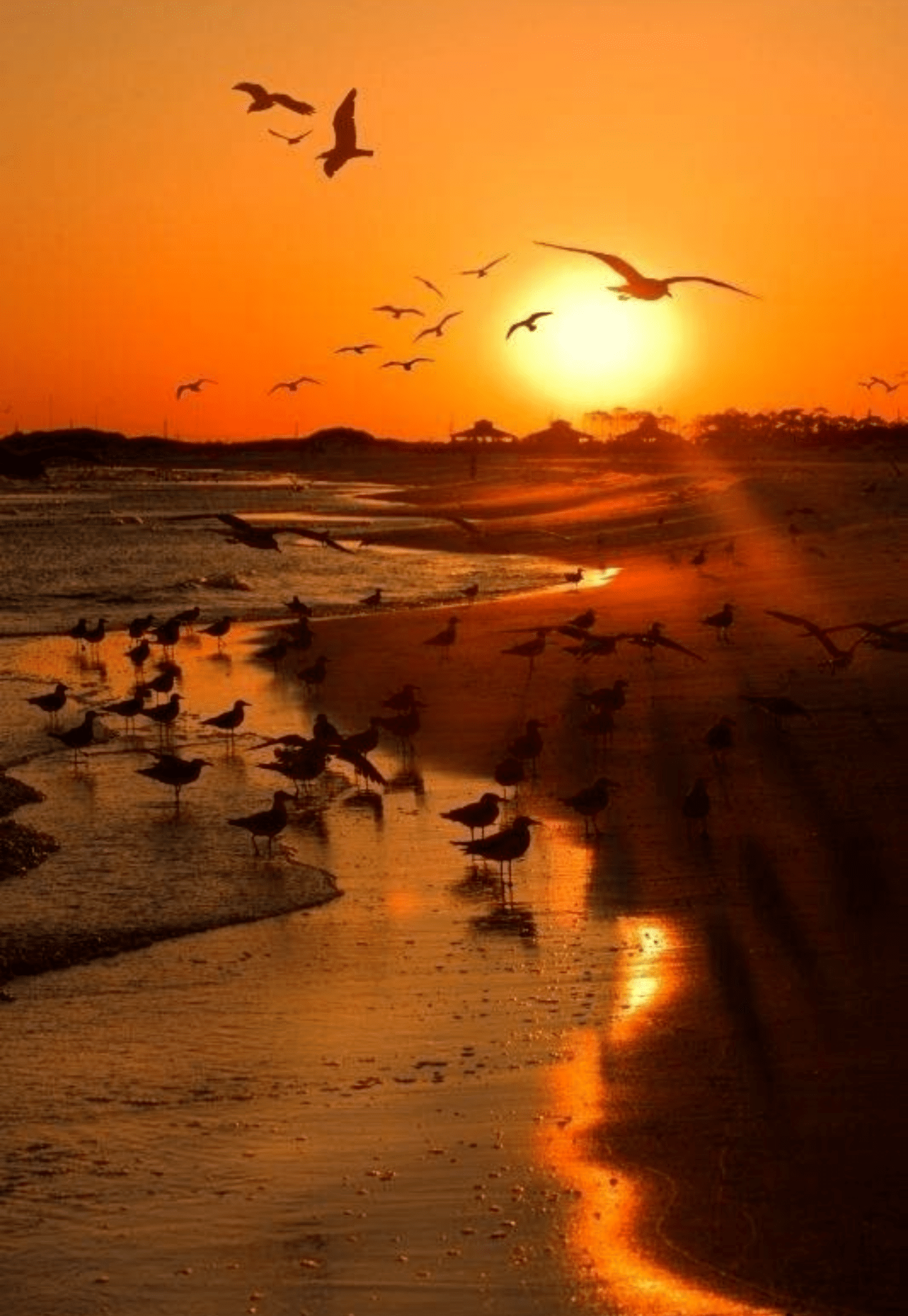Дни летят за рассветом закат слушать. Птицы на закате. Море закат птицы. Птицы на рассвете. Рассвет птицы море.