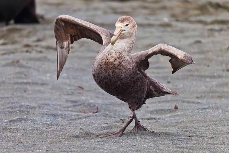 Раздельные существования