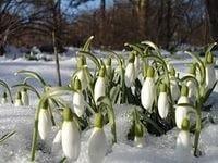 РАНЯЯ ВЕСНА