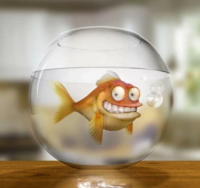 Карась великолепный...