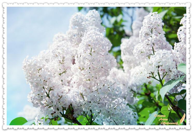 Белая сирень 