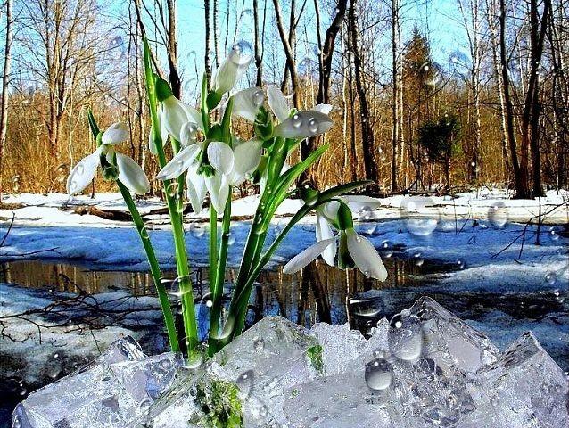 Лесной ручеек (весенняя сказка)