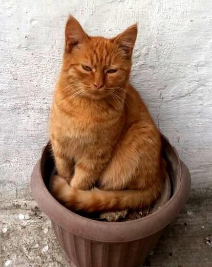 Серия... Диалоги с... Миром. Кошки.