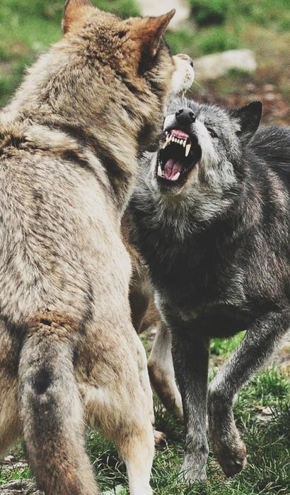 Что понял сбежавший из цирка пёс