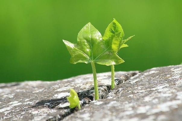 Стихотворение про умиротворение