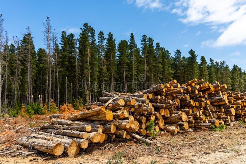 ОТКУДА  ДРОВИШКИ