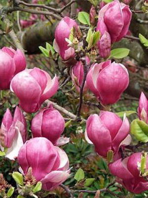 Семечко (сказка)