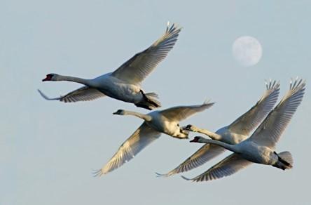 Ирине Владимировне Покровской