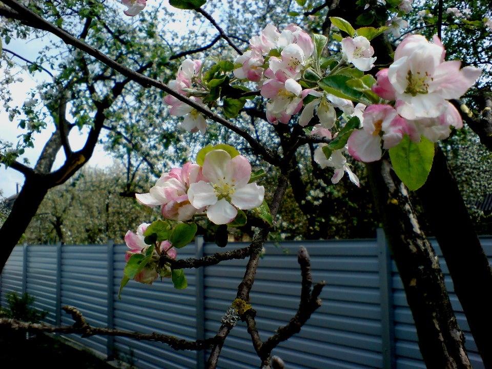 Ты мечтаешь