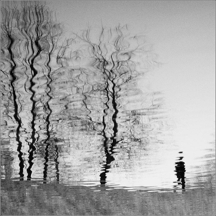 Междурядье рощи стало зыбким