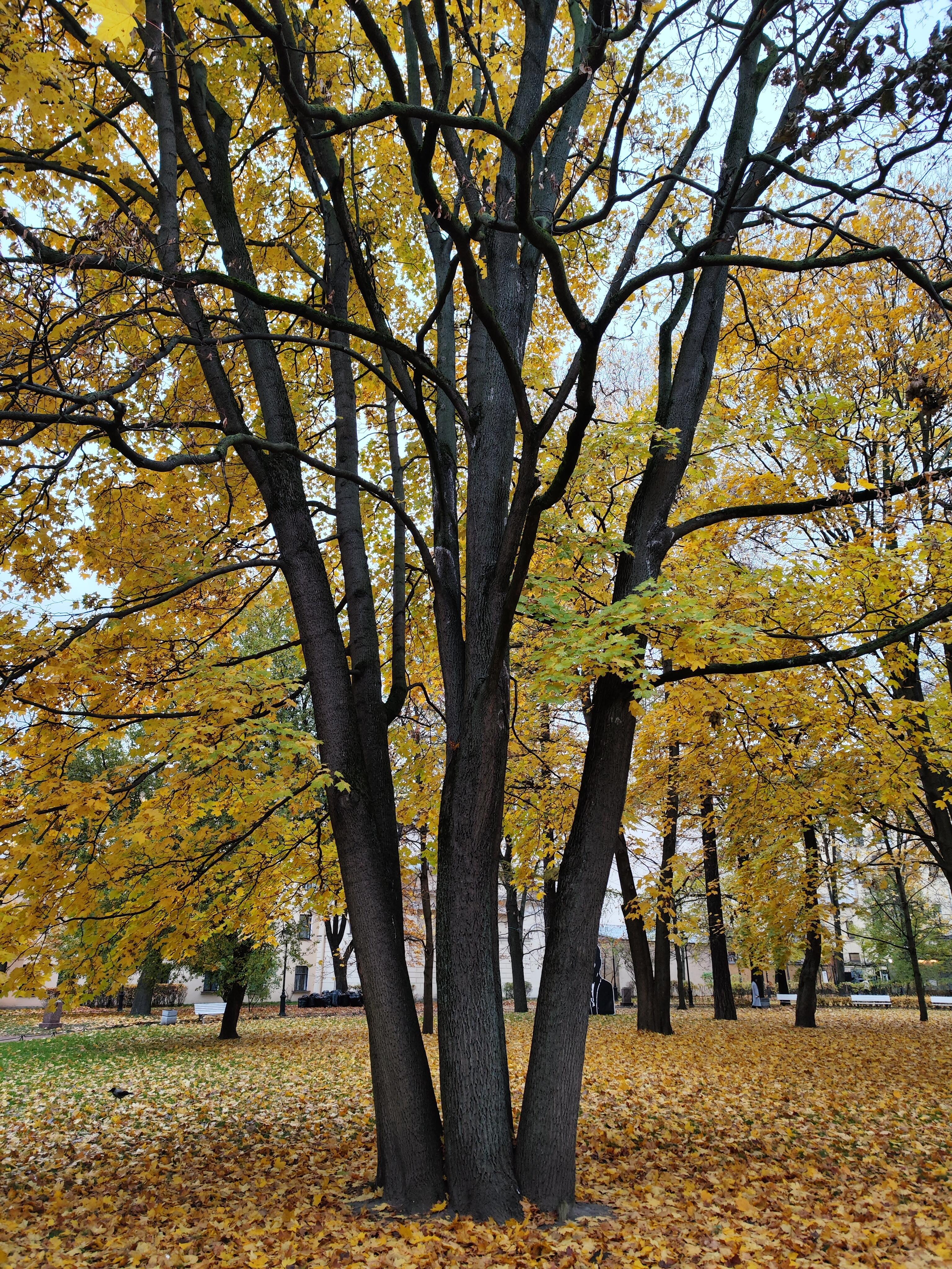 "Октября золотые мгновения..." (30.10.2025)