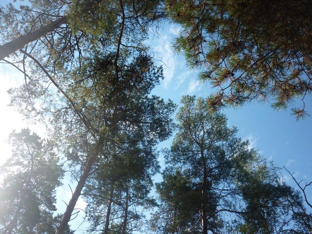 Сиреневый мир