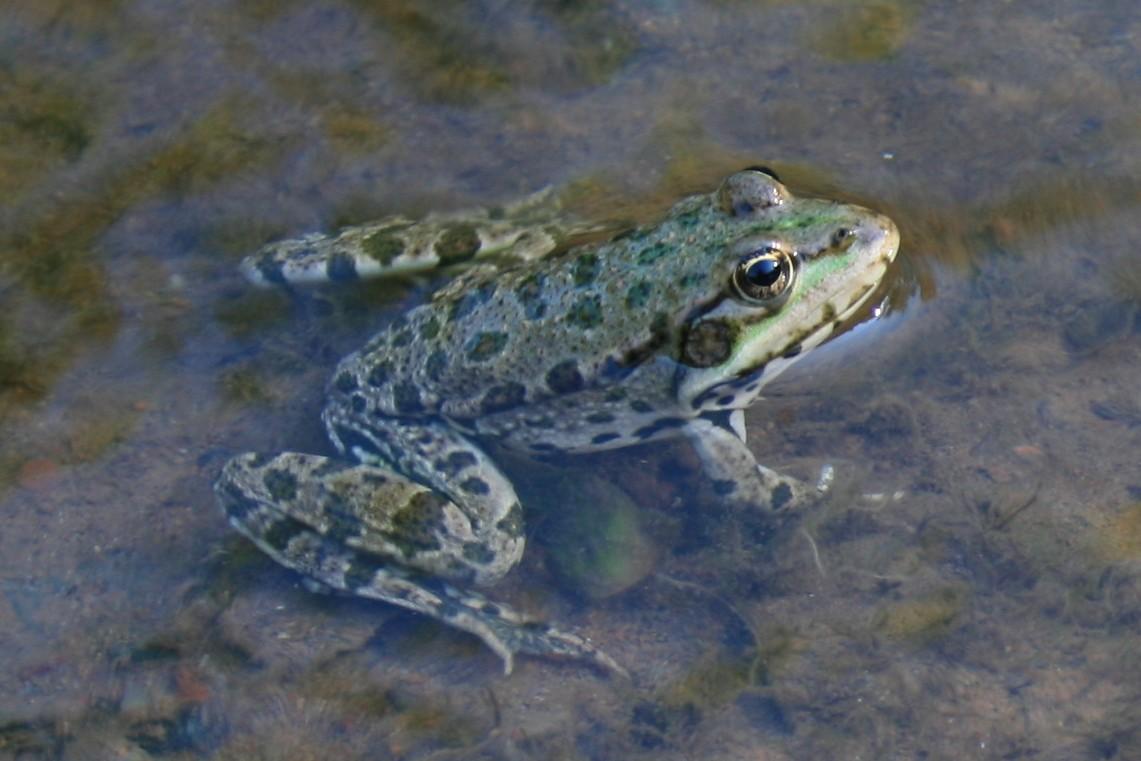 Отзыв Кулаеву Владимиру