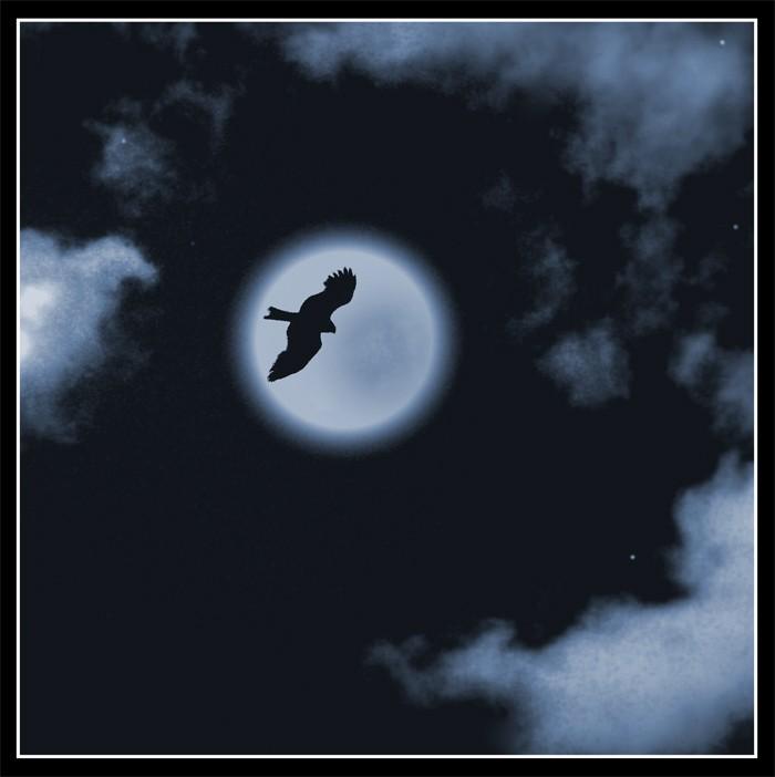 Midnight bird. Птицы ночью летают. Птица на фоне Луны. Птица в ночном небе. Птицы в небе ночью.
