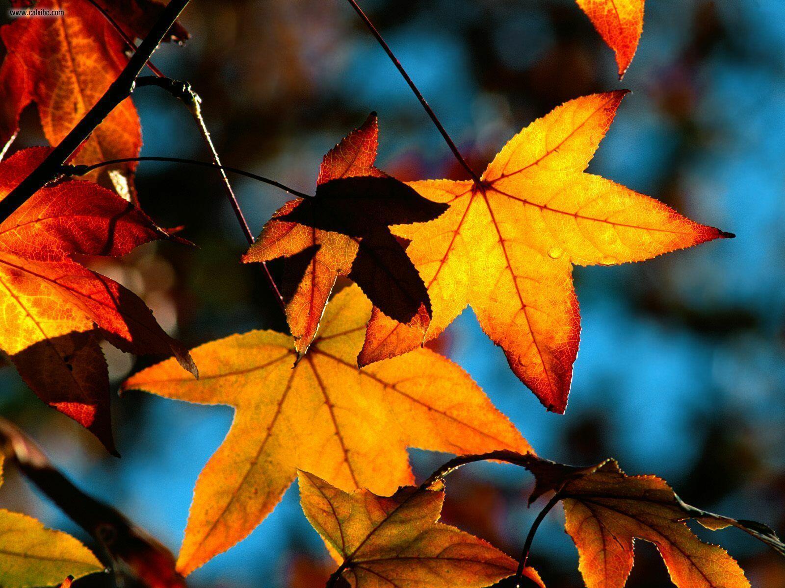 Ноябрь.Краснеют листья клёна.