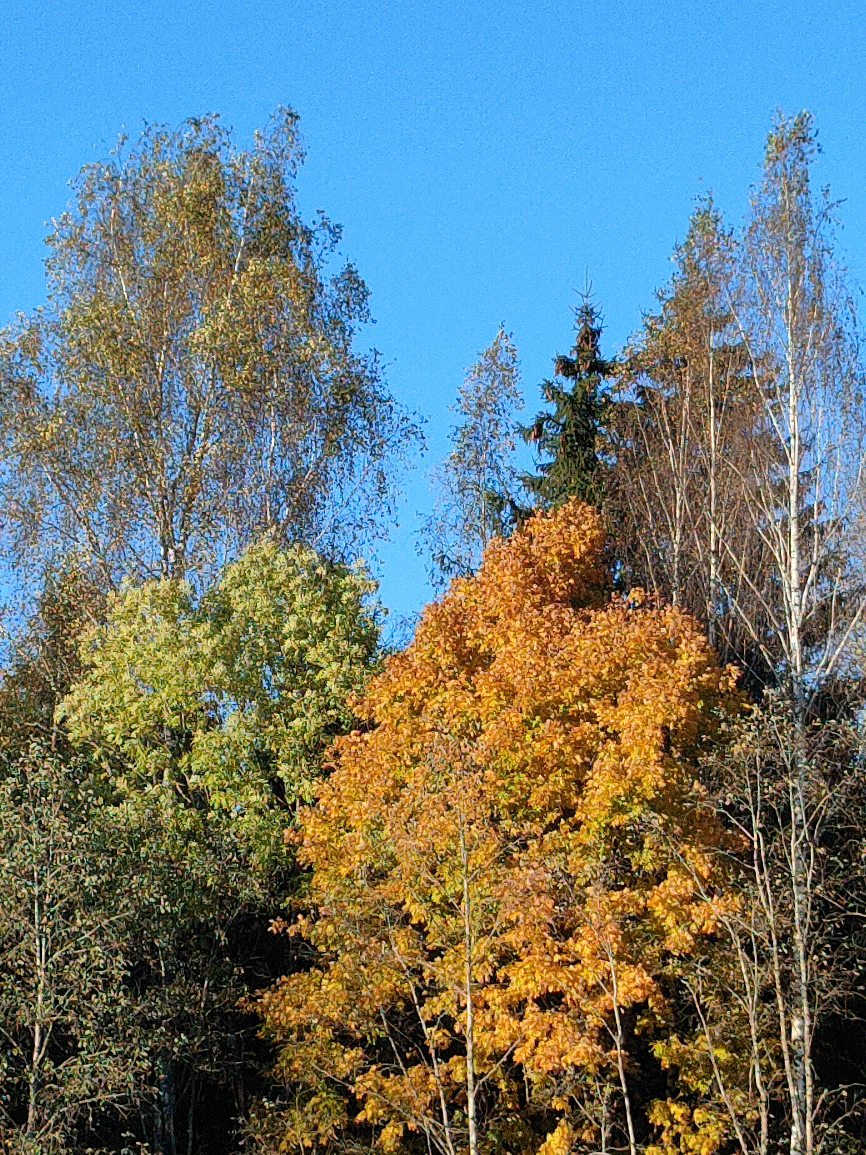 Смеётся пожилая осень...