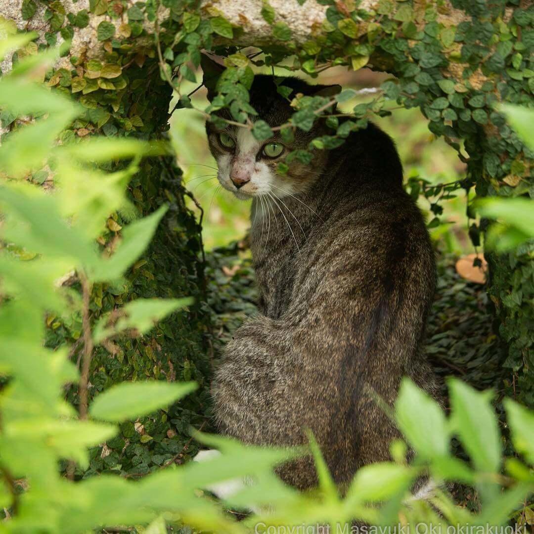 КОТ ПОВАДИЛСЯ НА ДАЧУ