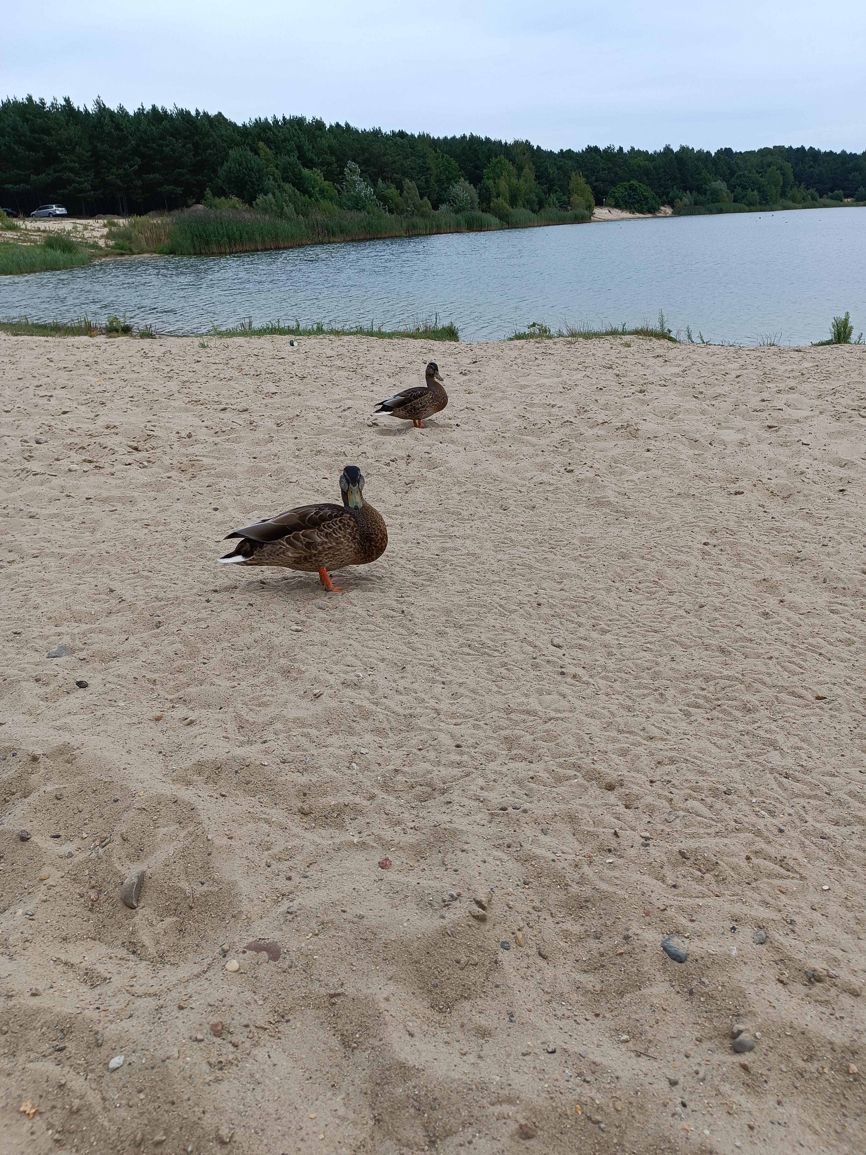 Первобытная красота